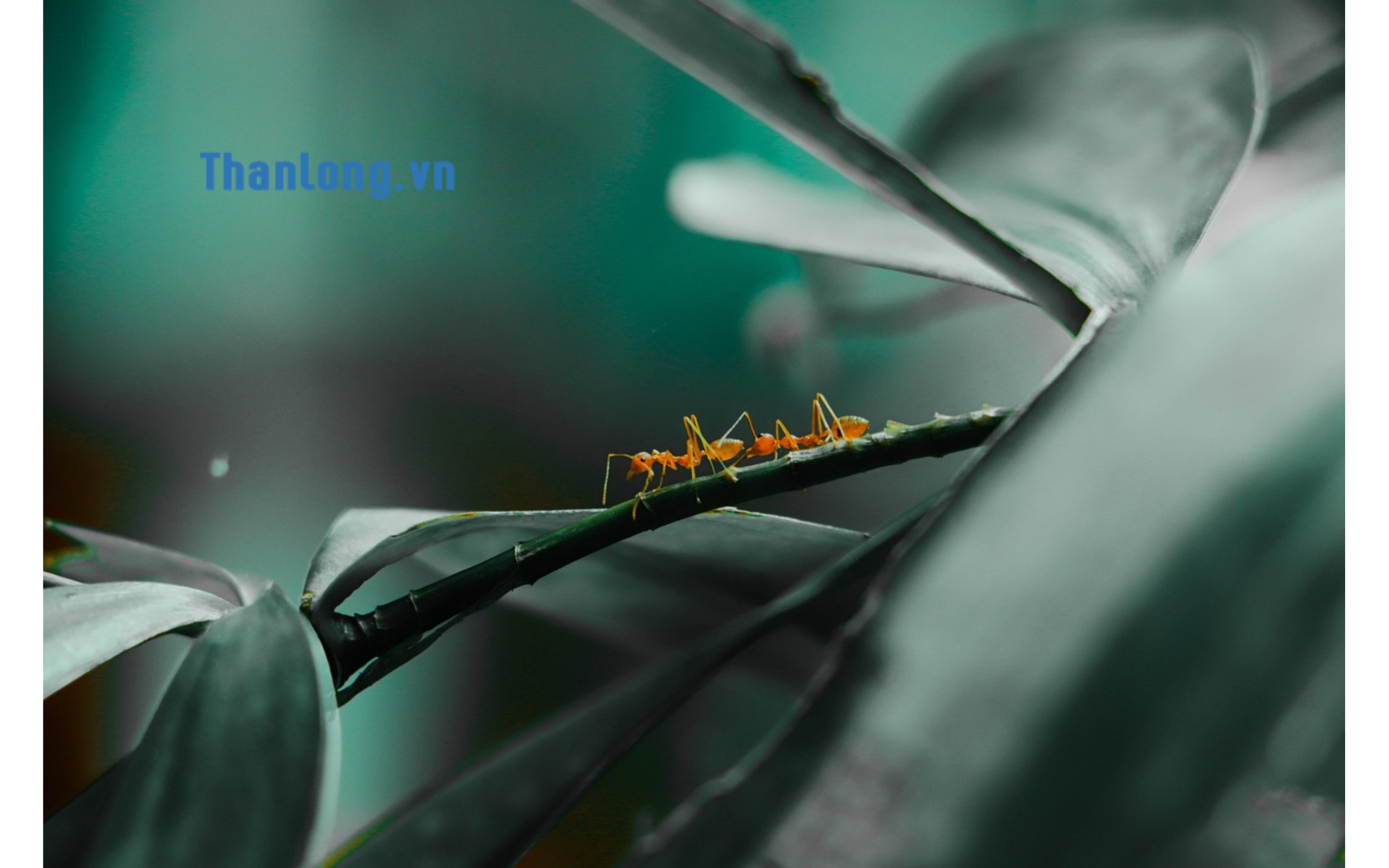 phần mềm download pixabay